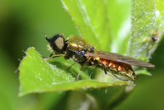 Chloromyia