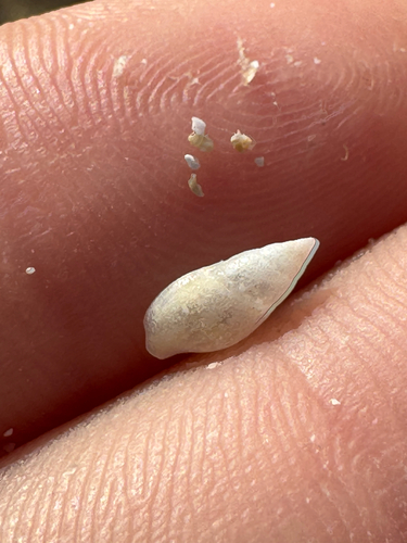 Mitrella rorida, 2026-09-01
