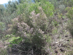 Erica australis, photograph (c) zebedeugalinha, some rights reserved (CC BY)
