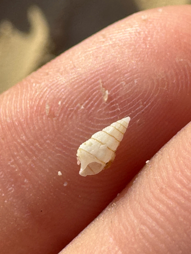Cerithium zebrum observed 2026-09-01