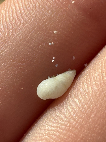 Zebina tridentata observed 2026-09-01