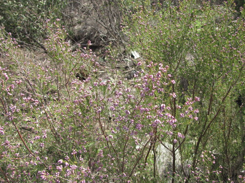 Erica australis, photograph 5