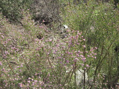 Erica australis, photograph (c) zebedeugalinha, some rights reserved (CC BY)