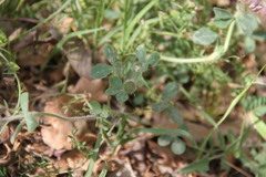 Trifolium hirtum