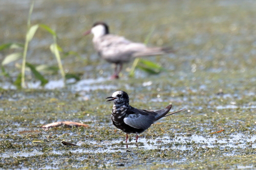 iNaturalist image
