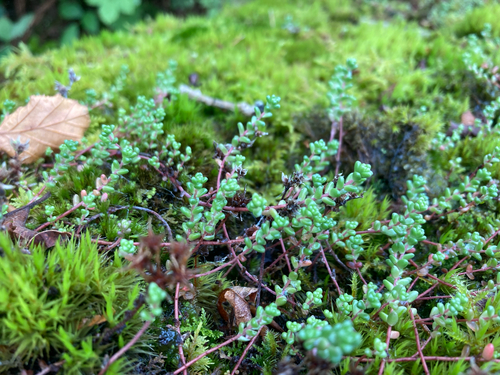 Sedum anglicum, photograph 4