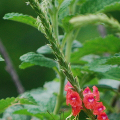 Stachytarpheta mutabilis