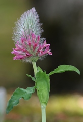 Trifolium rubens