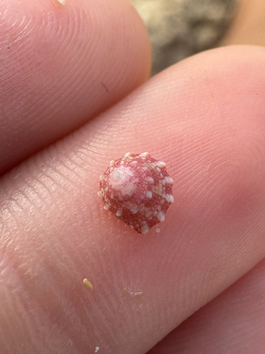Trochus intextus observed 2026-09-01