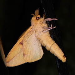Syssphinx bisecta