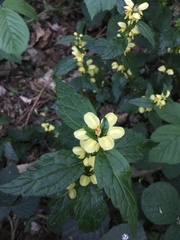 Lamium galeobdolon montanum