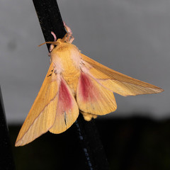 Syssphinx bisecta