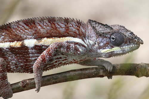 Panther Chameleon