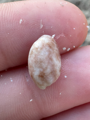 Bulla vernicosa observed 2026-09-01