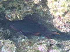 Cephalopholis colonus