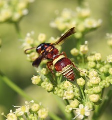 Stenodynerus percampanulatus
