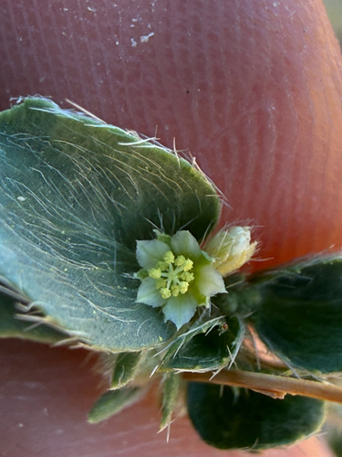 Yuma Silverbush