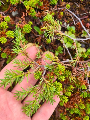 common juniper