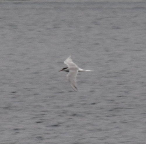 Common Tern