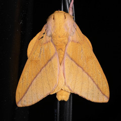 Syssphinx bisecta