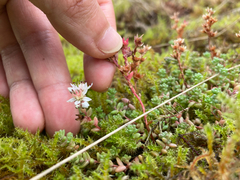 author not stated, no rights reserved Sedum anglicum, photograph author not stated, no rights reserved