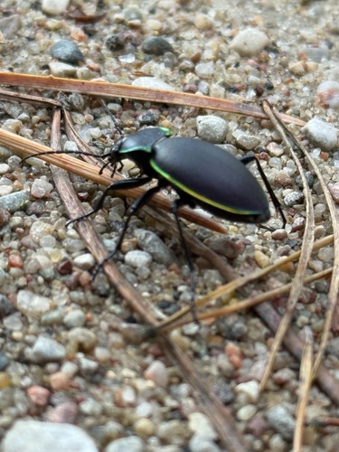 Glowing-edged Ground Beetle