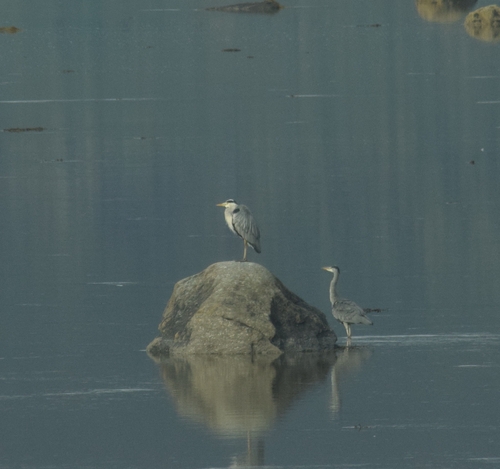 Grey Heron