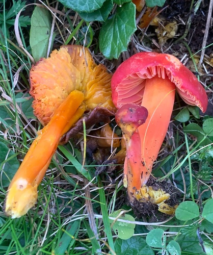 Hygrocybe splendidissima — (c) Manuela Fiorini, some rights reserved (CC BY)