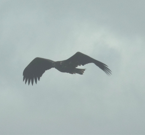 White-tailed Eagle