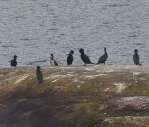 Great Cormorant