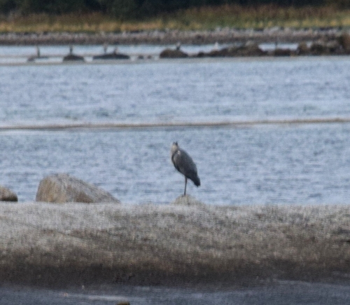 Grey Heron