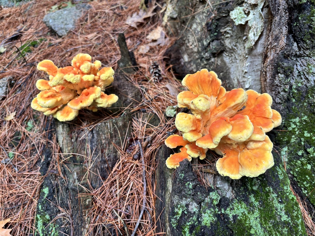 chicken of the woods · September 2026 · photo: Photo: no rights reserved · iNaturalist