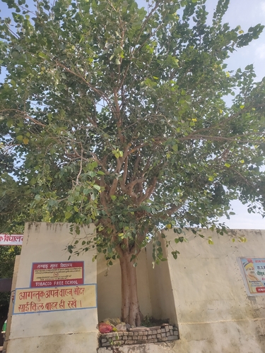 Sacred fig