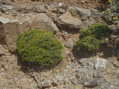 Euphorbia acanthothamnos