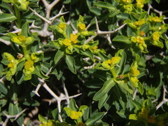 Euphorbia acanthothamnos