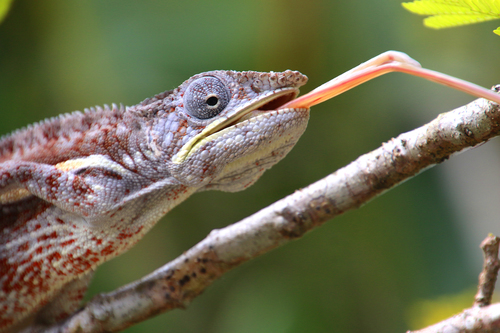 Panther Chameleon