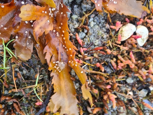 Saw Wrack