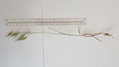 Bromus arenarius