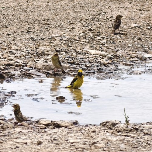 Asian Golden Weaver