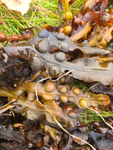 bladder wrack