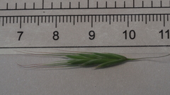 Bromus arenarius