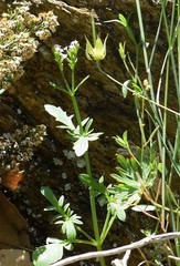 Centranthus calcitrapae