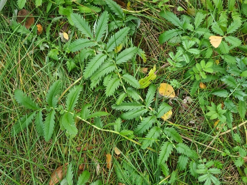 common silverweed