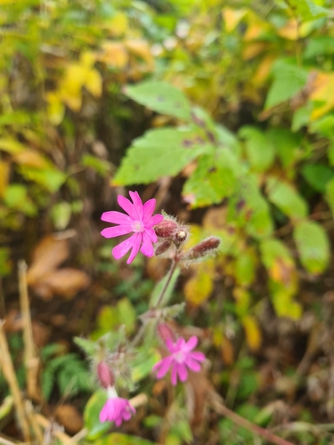 red campion