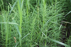 Equisetum × litorale