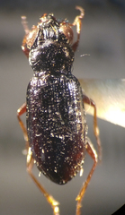 Notiophilus aeneus