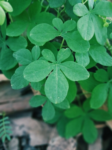 Tropaeolum ciliatum, photograph 1