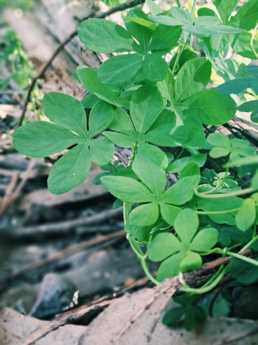 Tropaeolum ciliatum, photograph 2