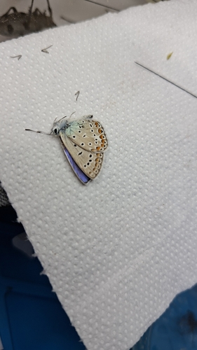 Common Blue