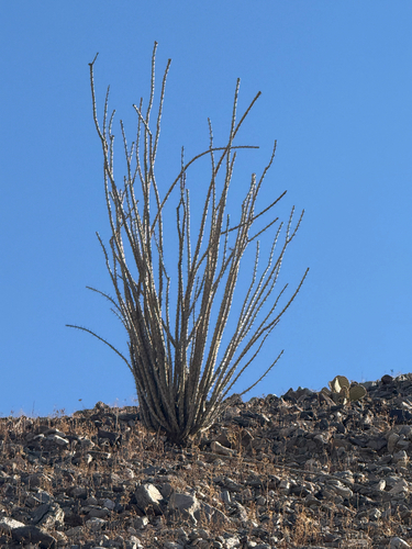 ocotillo